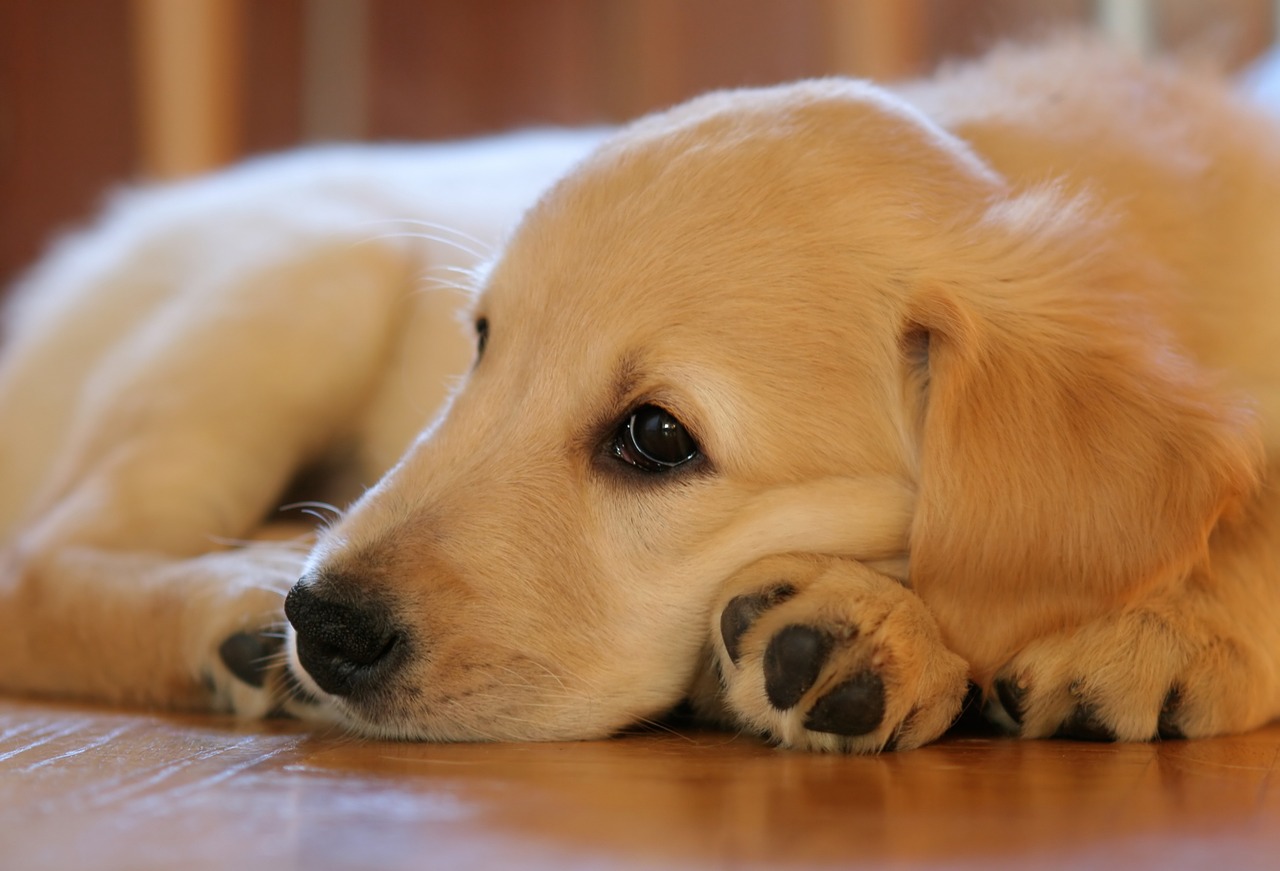 犬のしつけは２つ 無視 と 褒める 絶対やってはならない事 体罰 です