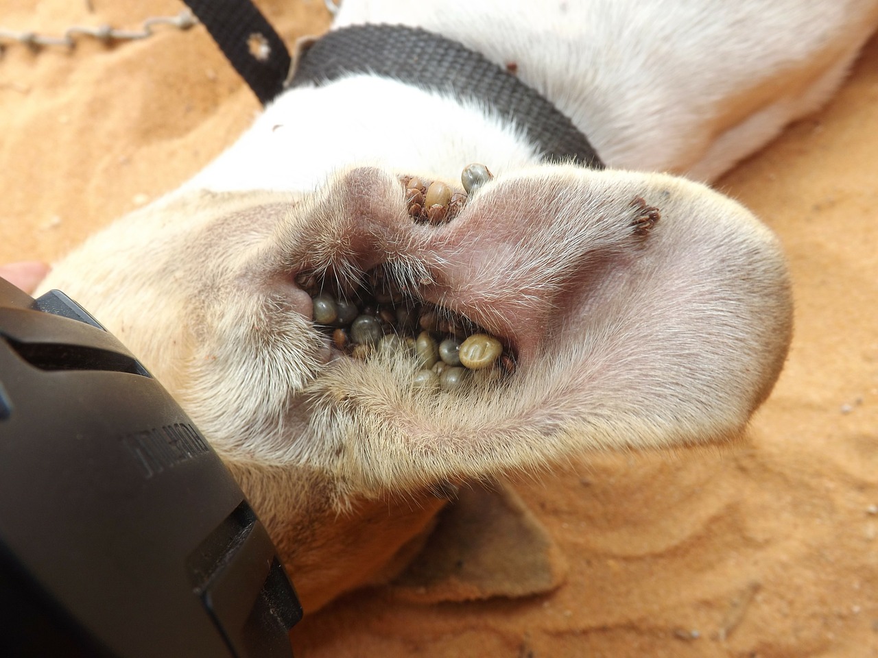 犬がダニに刺された症状と種類 人間に移るダニ