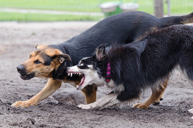 怒る犬