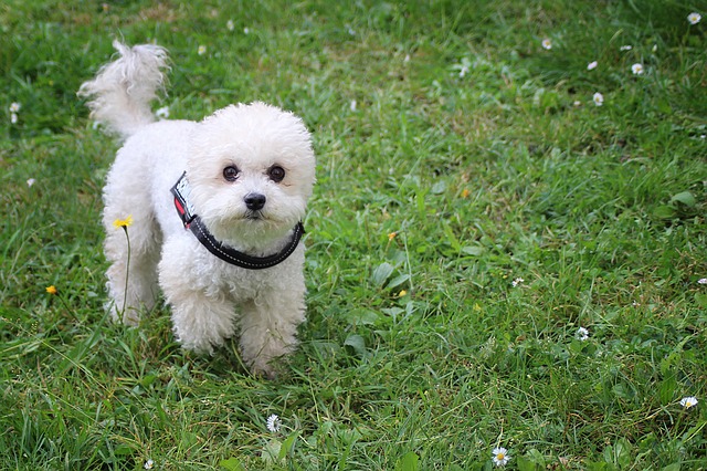 トイプードル犬