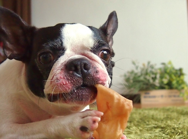 犬の食事風景イメージ