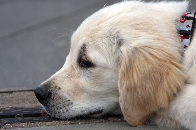 ゴールデンレトリーバー犬