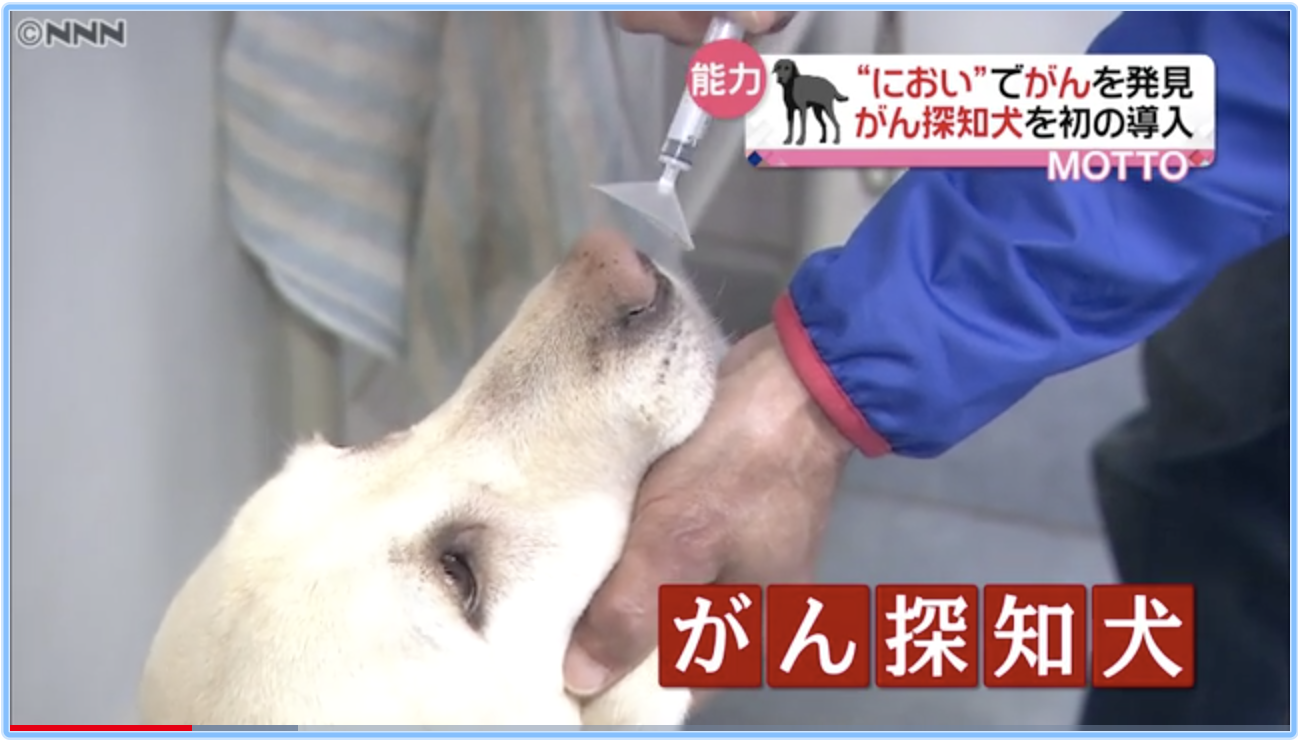 乳がんや大腸癌を嗅ぎ分ける犬、がん探知犬はクローン犬だった。日本初 