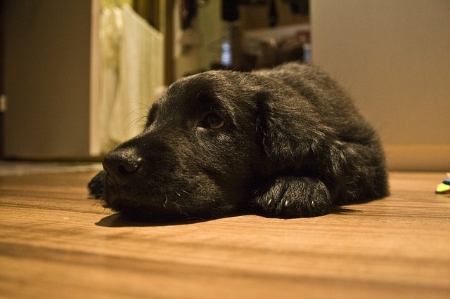 フラットコーテッドレトリーバー犬