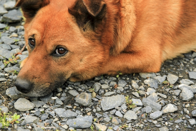 雑種犬