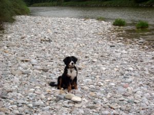 犬と砂利