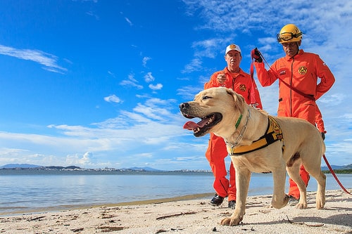 人命救助 災害救助犬の種類と犬種 危険な仕事に従事する勇敢な犬達