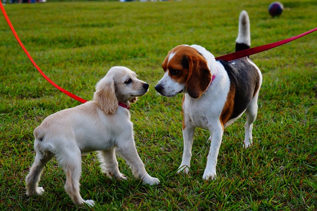 公園と犬