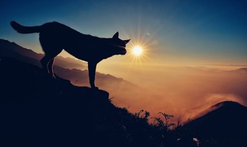 犬と太陽