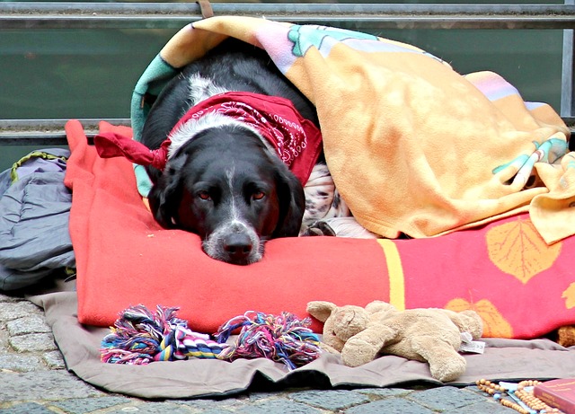 毛布に包まる犬