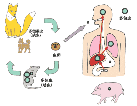 感染経路図