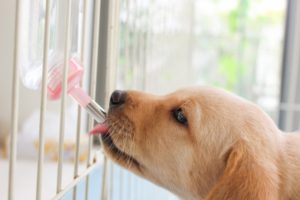 犬にとって一番良くない飼い方は これだった